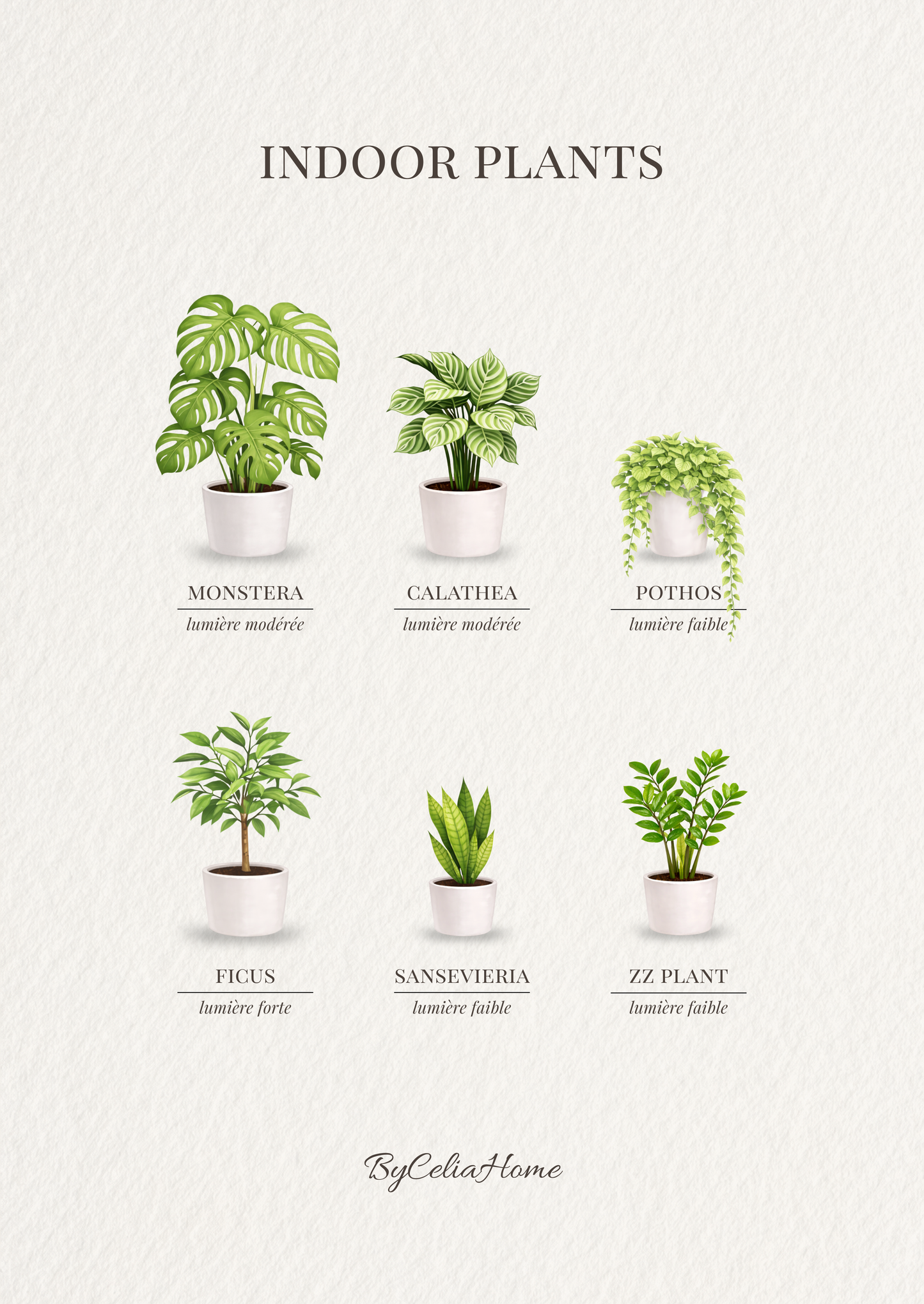 Indoor Plants